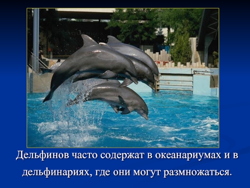 Дельфинов часто содержат в океанариумах и в дельфинариях, где они могут размножаться.