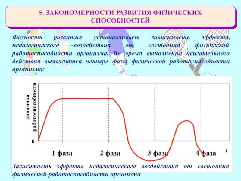 Четыре фазы. Фазы физической работоспособности. Фазы развития физических способностей.. Закономерности развития двигательных способностей. Четыре фазы физической работоспособности.