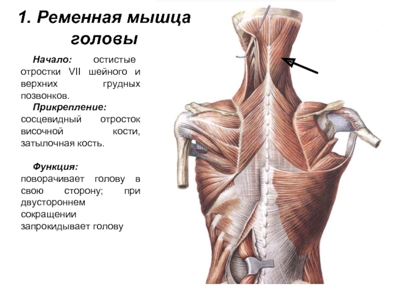 Полуостистая мышца головы и шеи