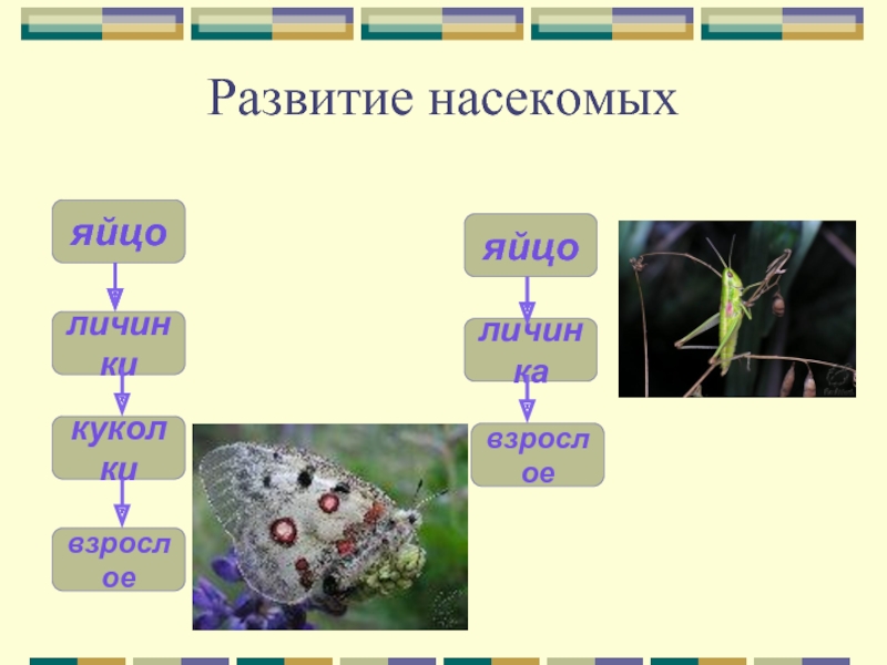 Тест размножение и развитие животных 3 класс. Виды яиц насекомых. Основные формы яиц насекомых. Строение яйца насекомого. Типы кладок яиц насекомых.