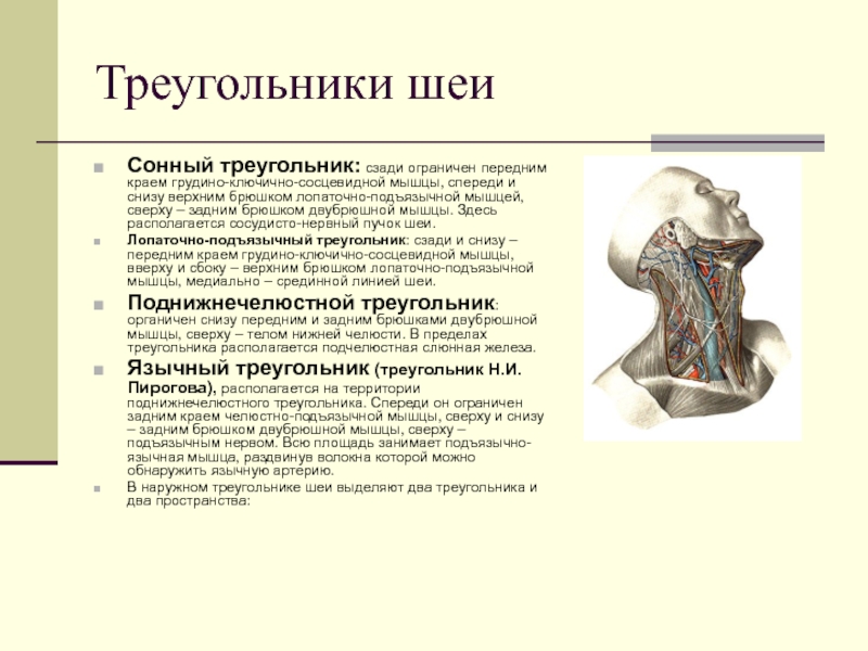 Треугольники шеиСонный треугольник: сзади ограничен передним краем грудино-ключично-сосцевидной мышцы, спереди и снизу верхним брюшком лопаточно-подъязычной мышцей, сверху