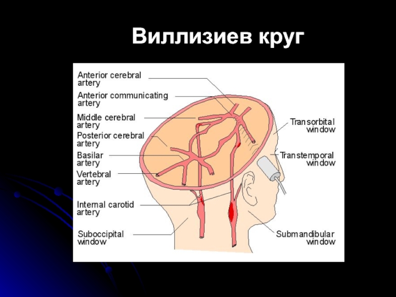 Схема виллизиевого круга