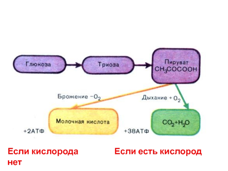 Атф кислород. Брожение анаэробное дыхание. Гликолиз и брожение схема. Взаимосвязь процессов дыхания и брожения. Дыхание гликолиз брожение.