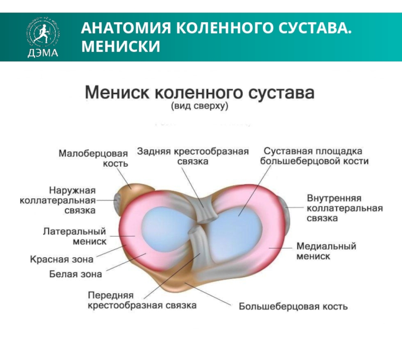 Строение мениска коленного сустава человека фото