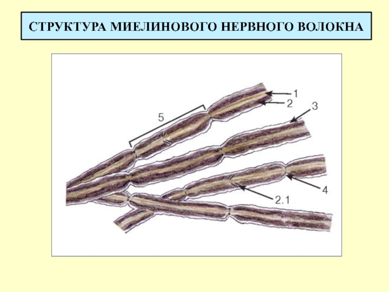 Нервные волокна кожи. Строение миелинового волокна. Миелиновые нервные волокна. Изоляция нервных волокон. Состав нервных волокон.