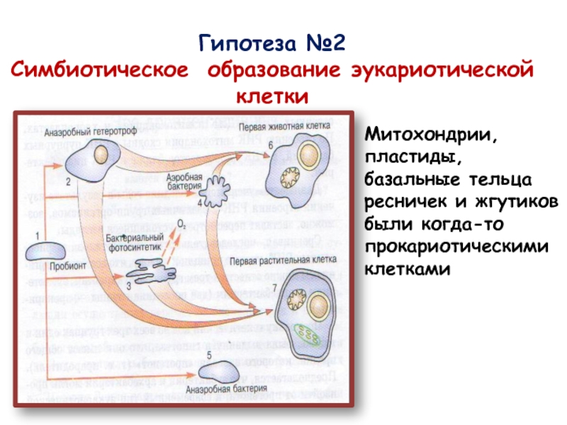 Какая гипотеза происхождения эукариотической клетки показана на рисунке