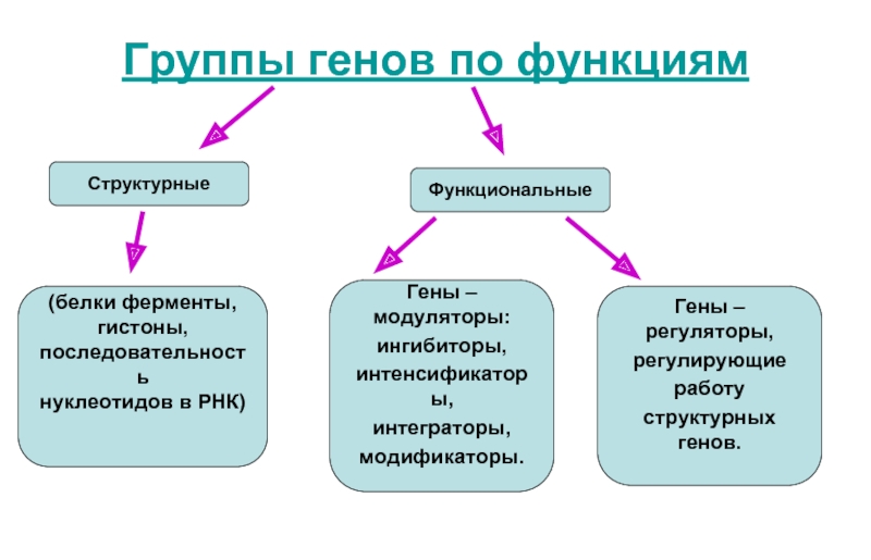 Функционирующий ген