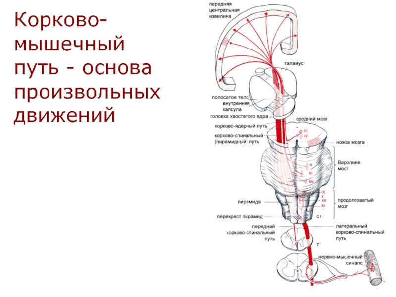 Корково спинномозговой путь схема