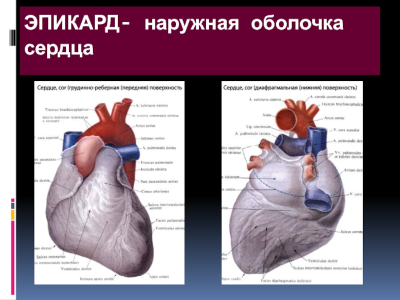 Оболочки сердца