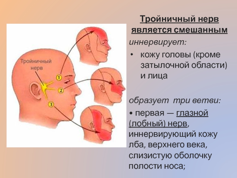 Воспаление тройничного нерва на лице симптомы и лечение в домашних условиях фото
