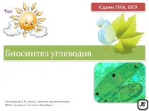 Биосинтез углеводов