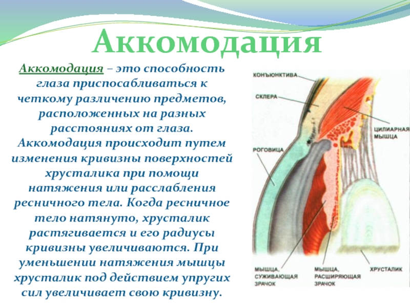 4 аккомодация