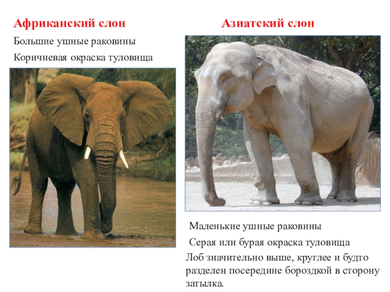 Как отличить африканского слона. Азиатский слон хоботные. Африканский слон. Африканские и азиатские слоны. Африканские и азиатские слоны отличие.