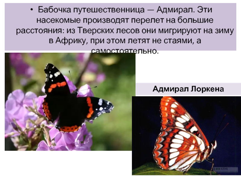 Реферат: Разноцветная бабочка