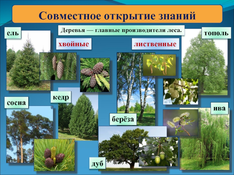 Какие есть деревья названия. Лиственные и хвойные деревья. Лиственные деревья. Хвойные и лиственные деревья названия. Название лиственных деревьев в России.