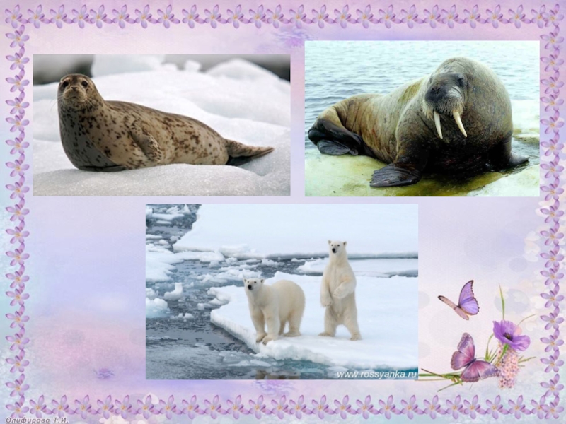Природные зоны россии арктические пустыни животные. Природный мир Арктика. Природные зоны Арктики и Антарктики. Животные и растения Арктики. Природная зона Арктика животные.