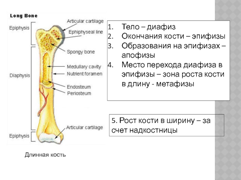 Рост костей в длину за счет. Эпифиз и диафиз кости.