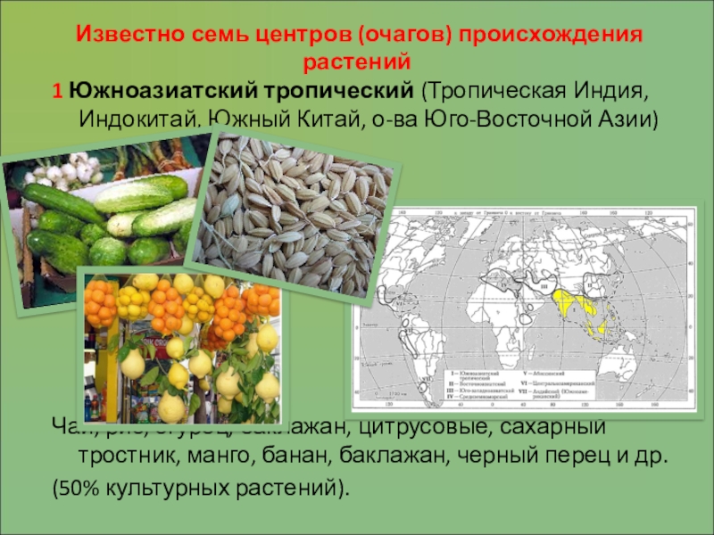 Южнокитайский центры происхождения культурных растений