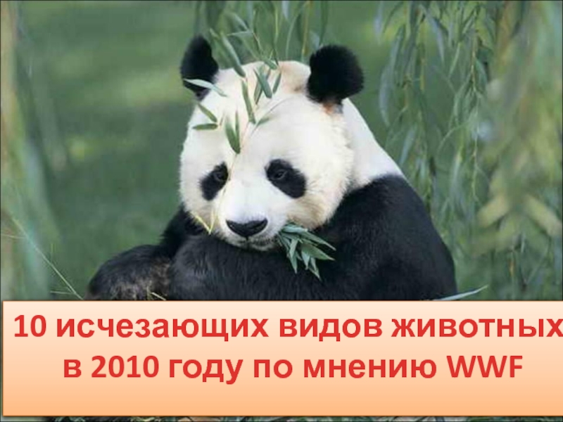 Презентация 10 исчезающих видов животных в 2010 году по мнению WWF