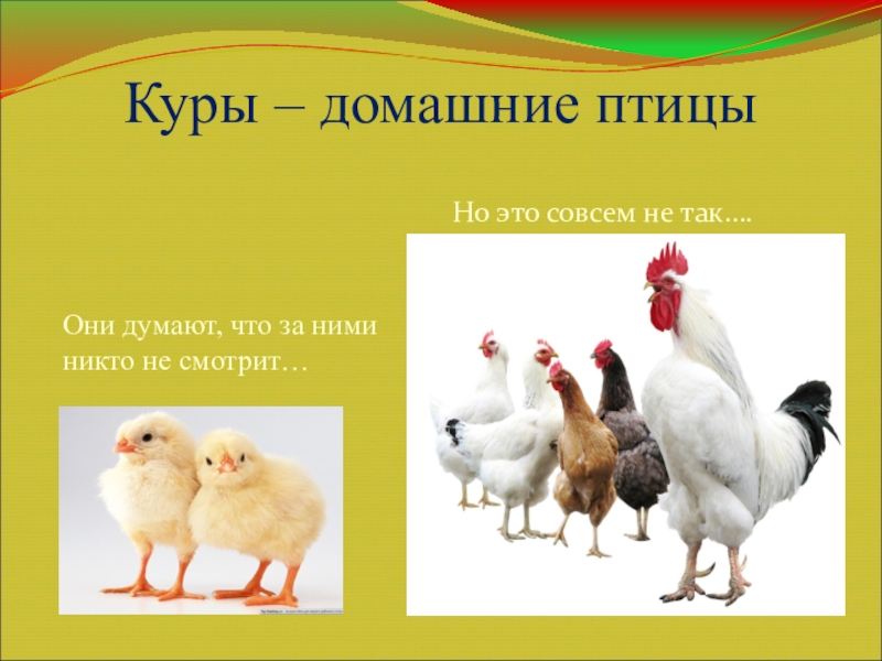 Куры это домашние животные. Презентация домашние птицы. Презентация домашние курочки. Проект домашние животные курицы.