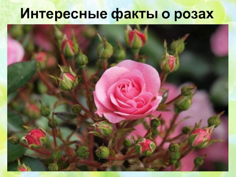 Презентация Интересные факты о розах