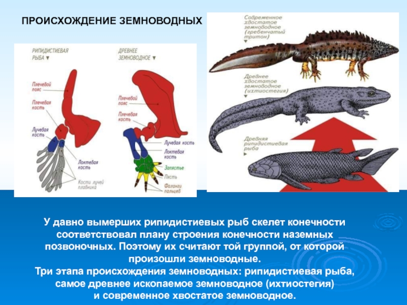 Чем отличаются земноводные от позвоночных