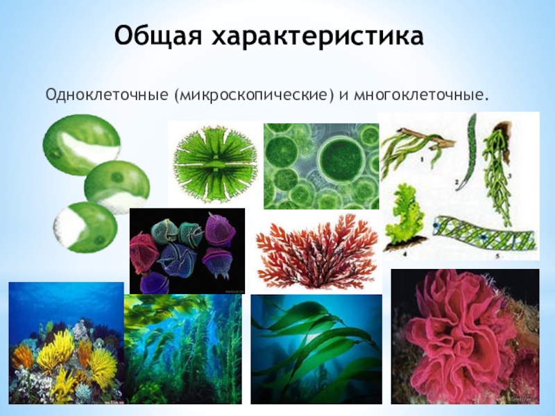 Многоклеточные водоросли состоят из большого числа. Многоклеточные зеленые водоросли. Одноклеточные и многоклеточные зеленые водоросли. Водоросли одноклеточные и многоклеточные 5 класс. Многоклеточные зеленые водоросли 6 класс.
