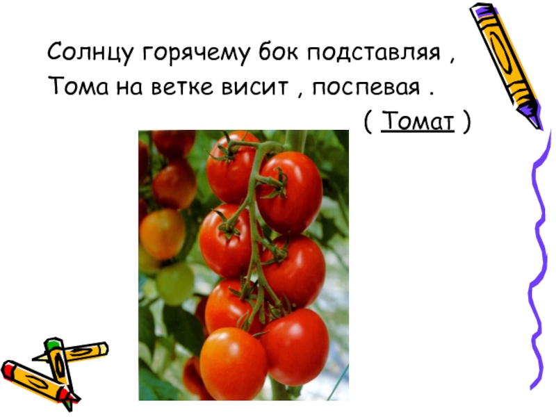 Загадку висит. Загадки с отгадкой помидор. Томат горячее солнце. Висит на ветке словосочетание. Загадка висит на ветке Колобок.