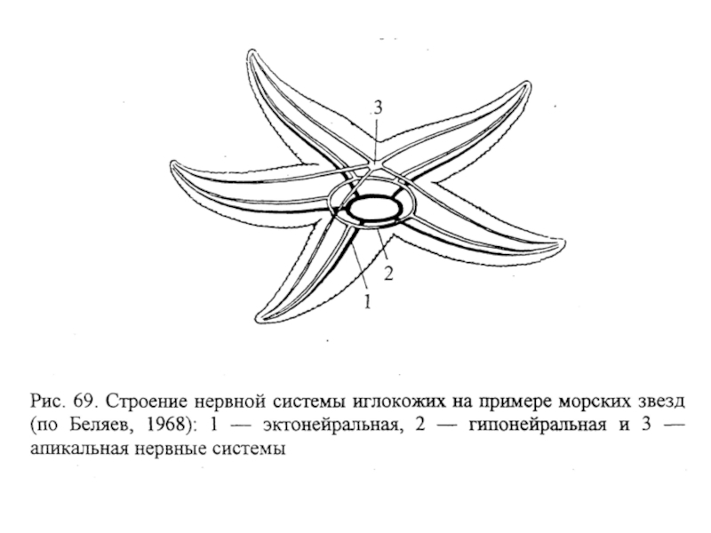 Схема строения морской звезды