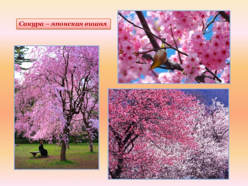 Сакура изо 4 класс. Образ художественной культуры Японии. Художественный образ весны. Сакура 4 класс изо.
