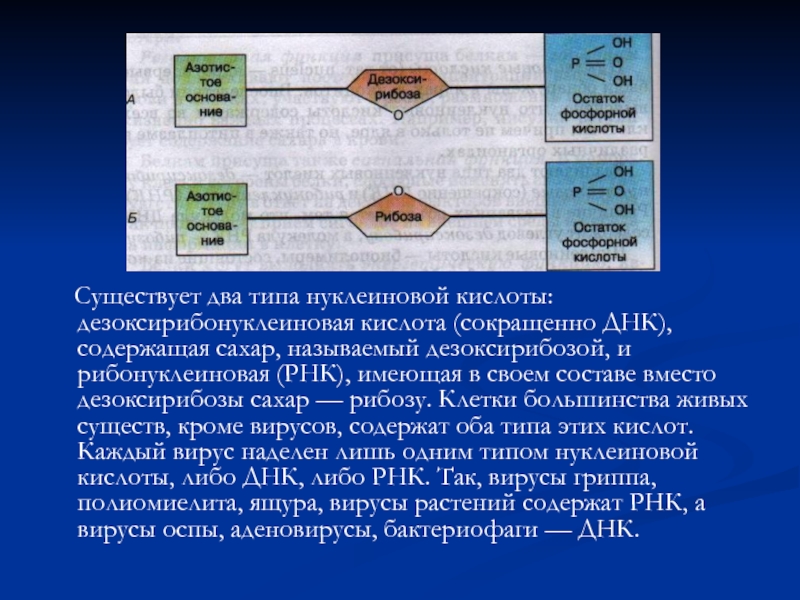 Днк содержит рибозу. Вирус оспы РНК содержащий. ДНК содержит сахар. Текст для медицинских колледжей английский вирусы. Как будет не сокращенно ДНК.