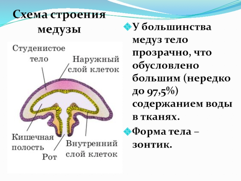 Схема строения al