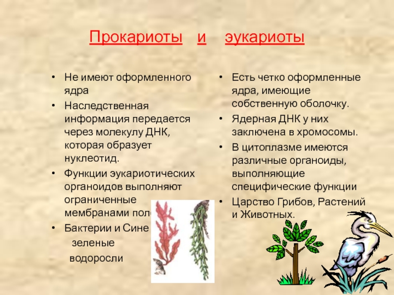 Прокариоты и эукариоты определение. Прокариоты и эукариоты кратко. Эокаритоты и прокариоты. Прокариоты функции. Растения прокариоты.