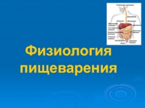 Физиология пищеварения