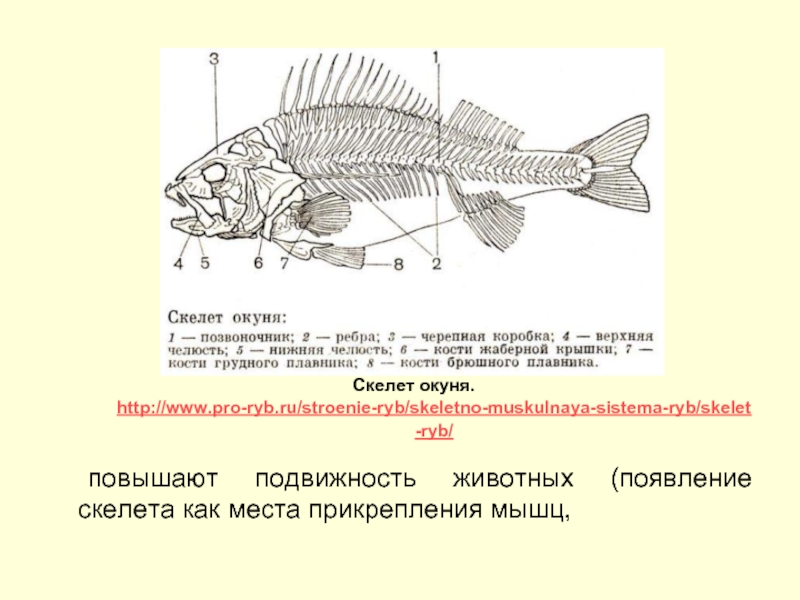 повышают подвижность животных (появление скелета как места прикрепления мышц, Скелет окуня. http://www.pro-ryb.ru/stroenie-ryb/skeletno-muskulnaya-sistema-ryb/skelet-ryb/