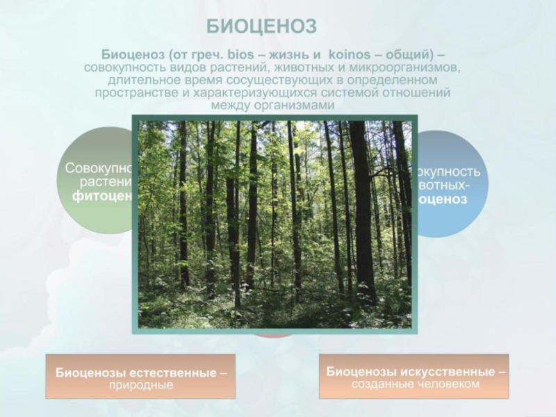 Презентация по биологии 9 класс развитие и смена биогеоценозов