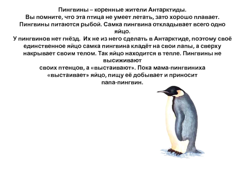 Пересказ рассказов про пингвинов старшая. Рассказ о пингвине. Текст про пингвинов. Пингвин рассказ для детей. Расскажите о пингвинах.