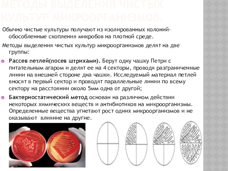 Схема выделения чистой культуры по дням