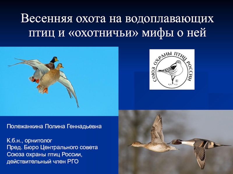 Презентация Весенняя охота на водоплавающих птиц и охотничьи мифы о ней
Полежанкина