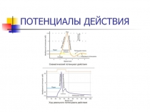 ПОТЕНЦИАЛЫ ДЕЙСТВИЯ