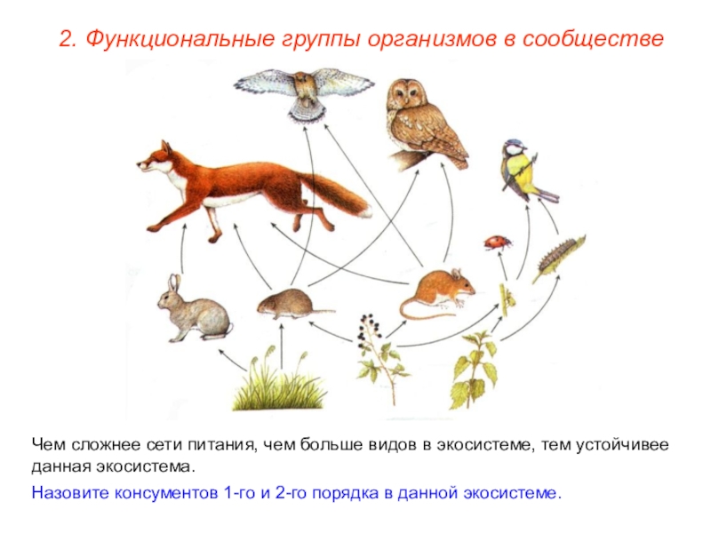 Видовое разнообразие консументов. Функциональные группы экосистемы. Функциональные группы организмов. Группы организмов в экосистеме. Функциональные группы организмов в экосистеме их роль.