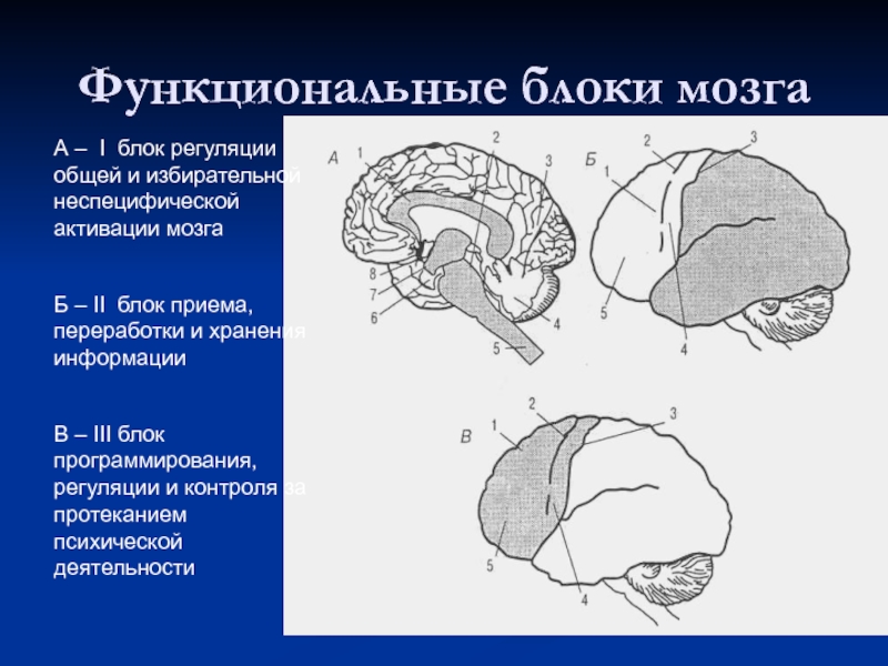 Функциональные блоки лурия. Лурия 3 блока мозга. Блоки мозга по Лурия 1 блок. Блоки мозга нейропсихология 3 блок. Структура головного мозга Лурия.