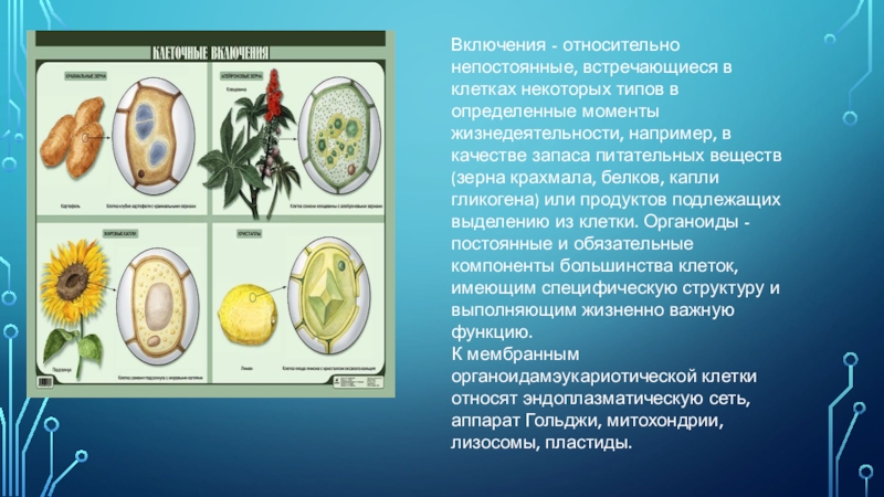 Содержат запасные питательные вещества. Зерна крахмала в растительной клетке. Включения клетки. Клеточные включения содержащие запас питательных веществ.