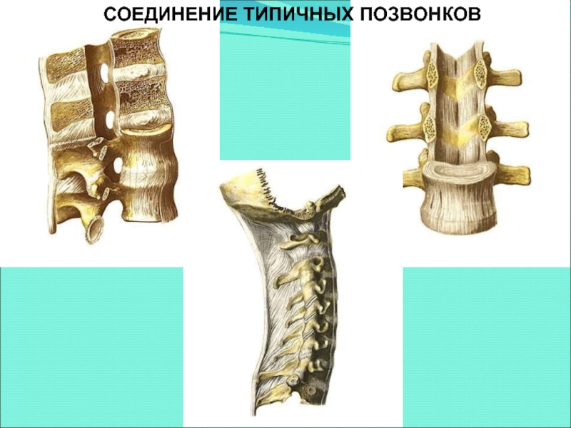 Соединения позвоночника суставы