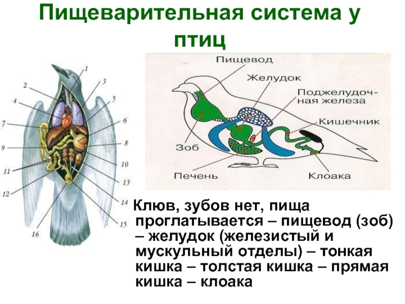 Пищеварительная система утки схема