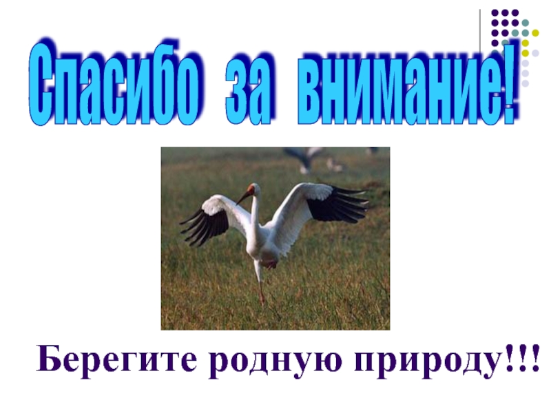 Спасибо за внимание берегите природу картинки для презентации