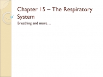 Chapter 15 – The Respiratory System