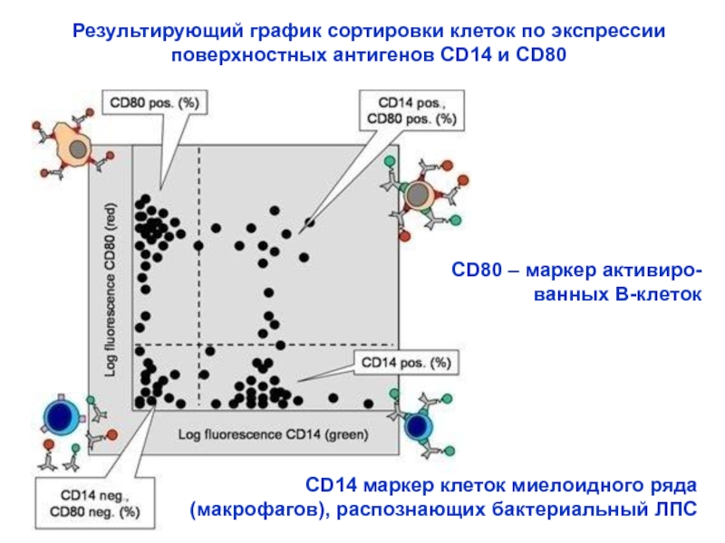 Проточная цитометрия иммунология презентация