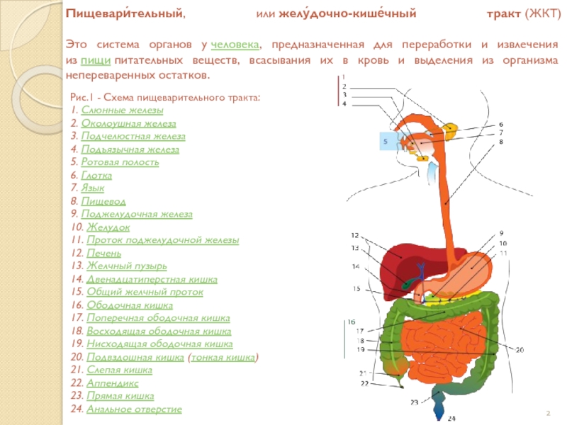 В какую систему органов входит желудок. Структура ЖКТ схема. Строение отделов желудочно-кишечного тракта. Схема пищеварительного тракта анатомия. Отделы пищеварительной системы человека схема.