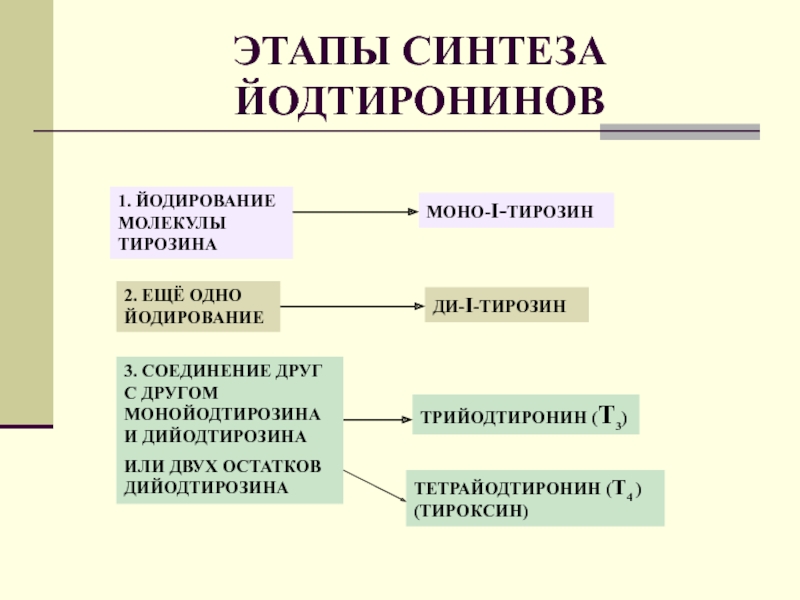 Периоду синтеза. Схема регуляции синтеза йодтиронинов. Этапы синтеза тироксина. Этапы синтеза йодтиронинов. Синтез йодтиронинов биохимия.